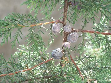 Cupressus arizonica